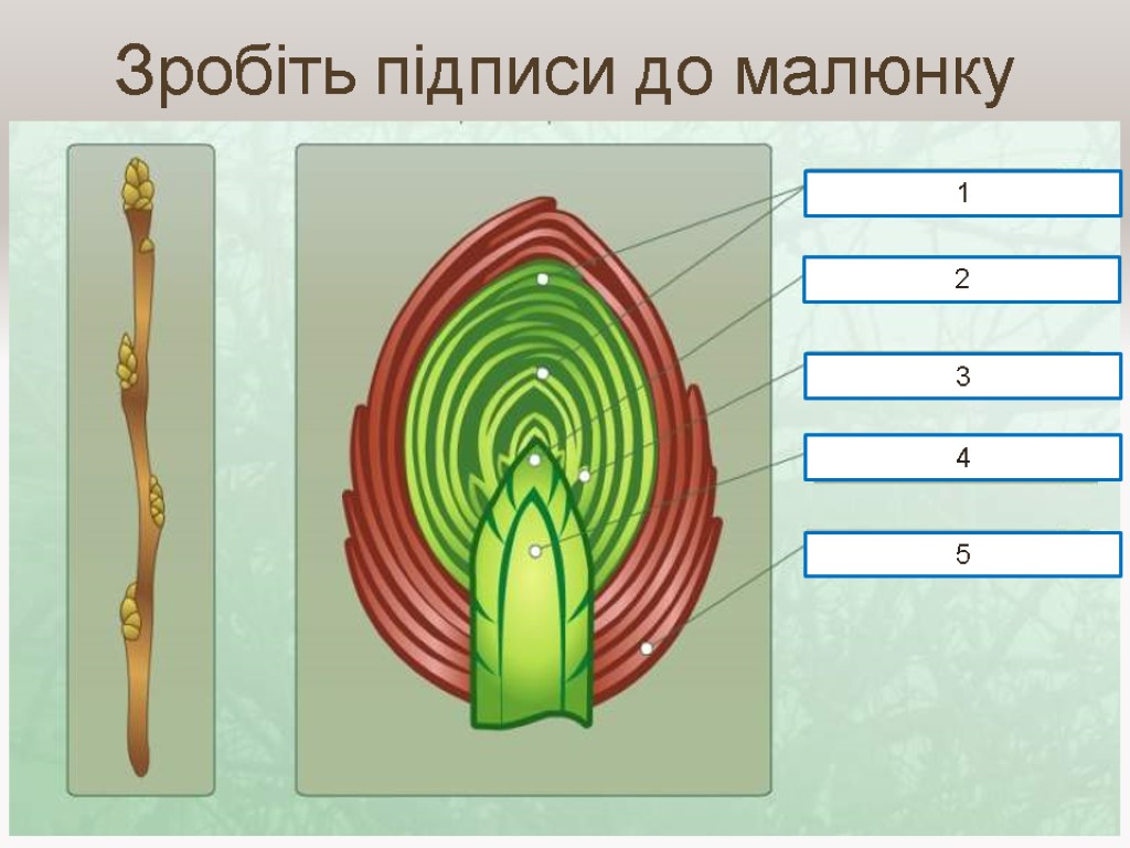 Зробіть підписи до малюнку 1 2 3 4 5